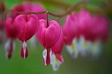 Bleeding Hearts_48919